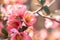 Close-up of pink Blossom flowers on the branch