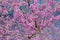 Close up of pink blossoming Cercis siliquastrum tree