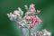 Close-up of pink blossoms and buds of milfoil (achillea