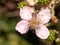 Close up of pink bramble flower head Rubus fruticosus