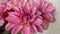 Close up pink bright autumn dahlia flowers