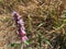 Close up pink broomrape on dry grass background