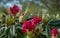 Close-up of pink buds Rhododendron Yakushimanum `Fantastica`. Big evergreen azalea in Public landscape city park `Krasnodar`