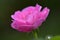 Close-up of pink Bulgarian roses in the garden