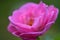 Close-up of pink Bulgarian roses in the garden