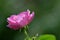 Close-up of pink Bulgarian roses in the garden