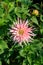 A close up of pink cactus dahlia the `Park Princess` variety in the garden