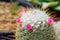 Close up of pink cactus flower