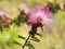 Close-up of a pink Caliandra flower, with a blurred green background.