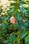 Close up of pink camellia flower head  Japonica Camelia on a lush green bush in the garden