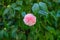 Close up of pink camellia flowerhead  Japonica Camelia in the garden