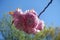 Close-up  pink cherry blossom flower