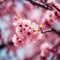 a close up of a pink cherry tree with pink flowers.