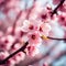 a close up of a pink cherry tree with pink flowers.