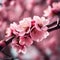 a close up of a pink cherry tree with pink flowers.