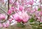 CLose up Pink chinese Magnolia soulangeana flower tree in spring seasonal