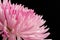 Close up pink chrysanthemum