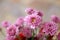 Close up of pink chrysanthemum blossom on spring season.  Bouquet of beautiful soft pink flowers for greeting cards background,