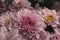 Close up of pink chrysanthemums flowers blooming in the garden.