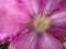Close-up Pink Clematis Flower in Spring in May
