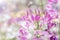 Close up Pink Cleome hassleriana flower background