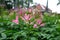 Close up pink Cleome hassleriana flower or spider flowe