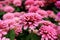 Close Up Pink Color of Zinnia Elegans Flowers on Blur wonderful Pink flowers