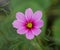 Close up of a pink common cosmos flower