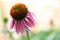 Close-up of Pink Coneflower