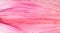 Close up of pink corn husk for abstract background