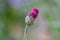 Close-up of pink cornflower bud in natural light