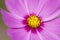 Close up pink cosmo flower