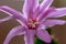 Close up of a pink crab cactus flower in soft back light