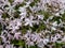 Close-up of pink creeping phlox (Phlox subulata) \\\'Aurora\\\' flowering with white flowers blushed with pink