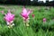 Close up pink curcuma