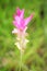 Close up pink curcuma