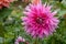 Close-up on pink Dahlia blossom Outdoor garden