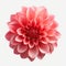 A close up of a pink dahlia flower on a white background