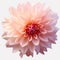 A close up of a pink dahlia flower on a white background