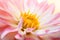 Close up of pink dahlia flowers on a light background