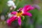 Close up of a pink Dahlia Honka with a bumblebee collecting pollen