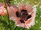 Close-up pink delicate flowers of a perennial decorative poppy Papaver with a black Terry interesting middle and petals like