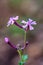Close up of pink delicate wildflower Silene, Campion, Catchfly