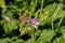 Close up of pink delicate wildflower Silene, Campion, Catchfly and honey bee