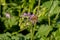 Close up of pink delicate wildflower Silene, Campion, Catchfly and honey bee