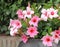 Close up of pink Dipladenia in a large pot high