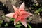 A close up of pink double lily of the `Elodie` variety (Asiatic hybrid lily) in the garden