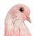 Close-up of a Pink Dove