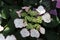 Close up of the pink edged white flowers and green center buds and foliage of a Hydrangea macrophylla, the Dutch Lady Series