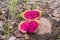 Close up of the pink, edible fruit of the Xique xique cactus Pilosocereus gounellei in Oeiras, Piaui - Northeast Brazil